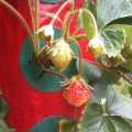 08/04/10 - Almost Ripe Strawberry