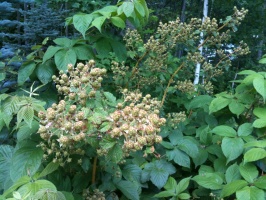 07/23/10 - Blackberries are plentiful this year