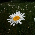 06/07/10 - One in a field of Daisies