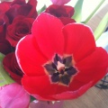 02/19/10 - Tulip from Kari's V-Day Flowers