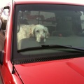 04/05/10 - Sad dog waiting in a car