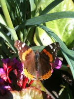 05/18/10 - Butterfly