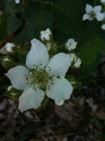 05/28/10 - Blackberry Flower