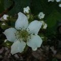05/28/10 - Blackberry Flower