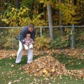 Dad putting Kaitlyn in a pile of leaves