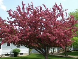 Flowering tree in the backyard