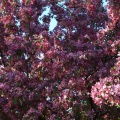 Closeup of the flowering tree