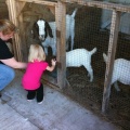 Petting the Goats