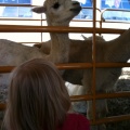 Watching the Alpaca