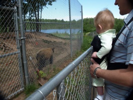 Kaitlyn checking out the Bear at Oswald's Bear Ranch