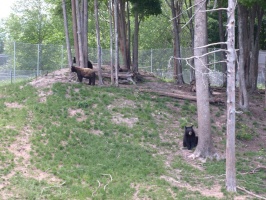 Bears at Oswald's Bear Ranch