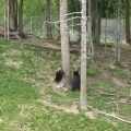 Bears playing at Oswald's Bear Ranch