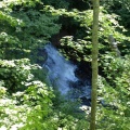 Sable Falls through the trees
