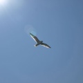 Seagull flying over