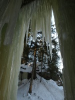 Ice framing the tree