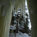 Ice framing the tree
