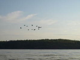 Flock of birds over the water