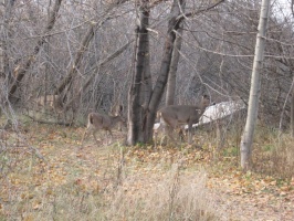 Deer on the Trail at Presque Isle