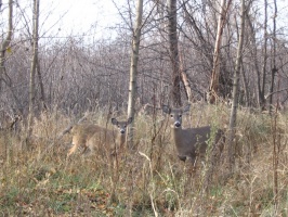 Two Deer looking at us