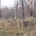 Two Deer looking at us
