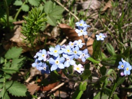 Blue Flowers at Au Train Falls