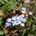 Blue Flowers at Au Train Falls