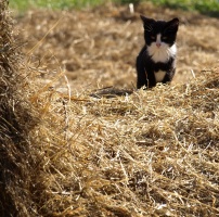 Kitten on the hay