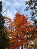 Another brightly colored tree
