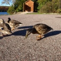Mallards visiting us at Lake Medora