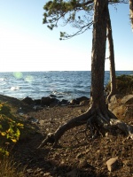 Tree along Lake Superior