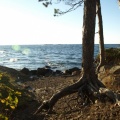 Tree along Lake Superior