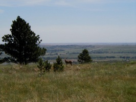 A single deer near NCAR in Boulder, CO.