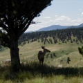 A closer picture of another deer near NCAR.