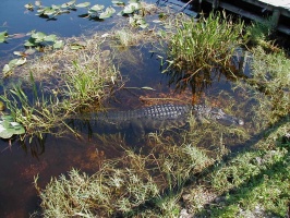 Alligator that greeted us at the Air Boat ride