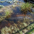 Alligator that greeted us at the Air Boat ride