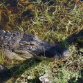 Alligator at the enterance