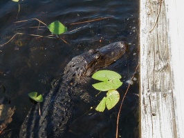 Gator by the dock