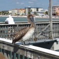 Brown Pelican on Fort Myers Beach Pier