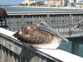Brown Pelican on the railing