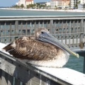 Brown Pelican on the railing