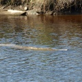 Another picture of a manatee surfacing