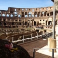 Flamingo in Colosseum