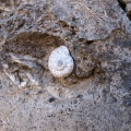 Snail climbing up a wall