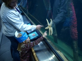 Checking out the sea star