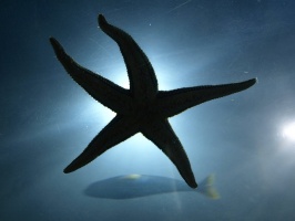 Sea star on ceiling of tunnel
