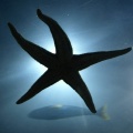 Sea star on ceiling of tunnel