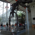 Kaitlyn and T-Rex at Academy of Sciences