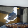 Seagull on a mooring