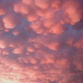 Wide view of the pink mammatus