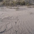 Turkey tracks going into the grass at Whitefish Dunes State Park